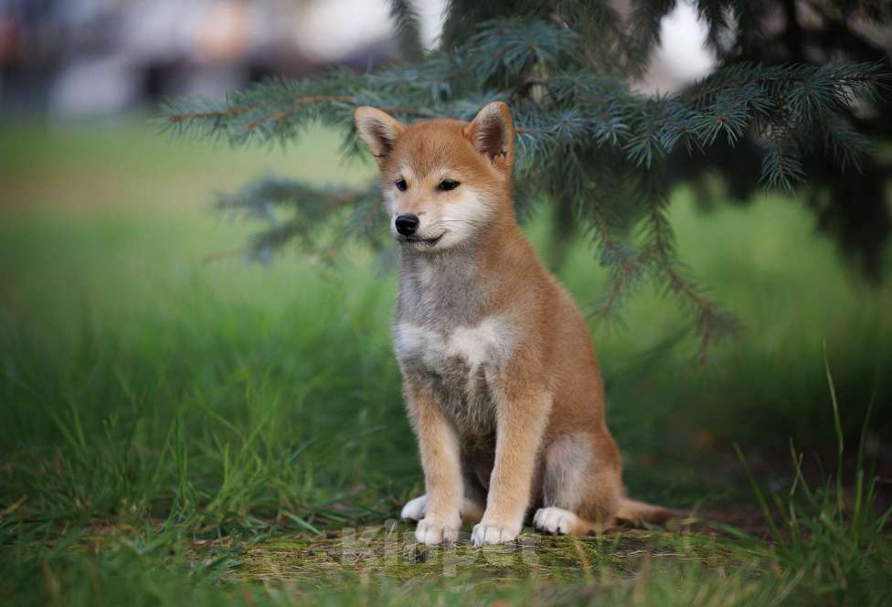 Собаки в Москве: Щенок сиба девочка рыжего окраса  Девочка, 60 000 руб. - фото 3
