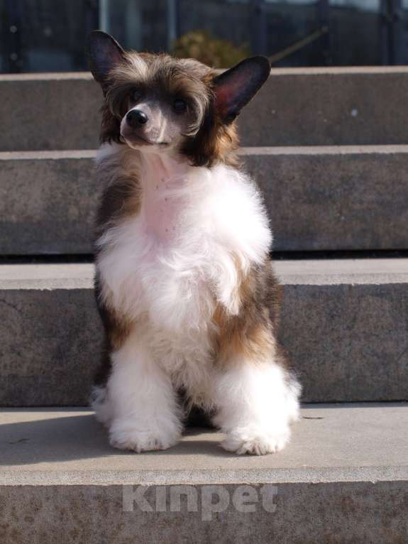 Собаки в Липецке: Пуховый мальчик Мальчик, 30 000 руб. - фото 2