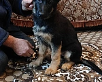 Собаки в Серове: Щенок немецкой овчарки Мальчик, Бесплатно - фото 2