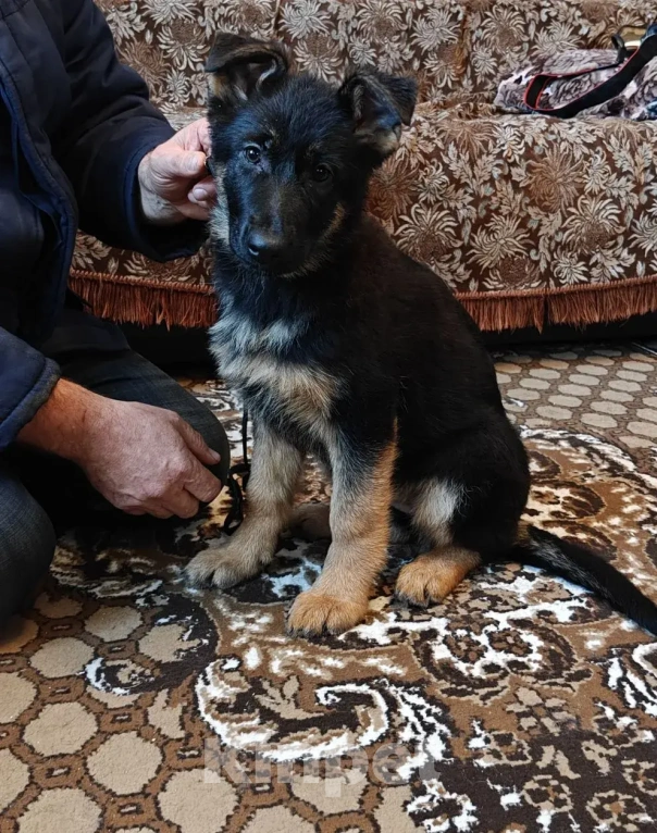 Собаки в Серове: Щенок немецкой овчарки Мальчик, Бесплатно - фото 2