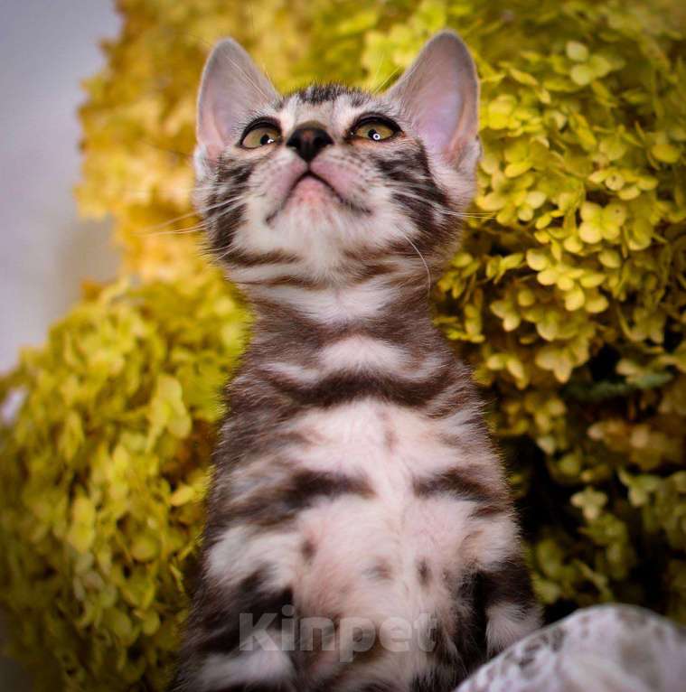 Кошки в Москве: бенгальский котенок супер-контраст Мальчик, 50 000 руб. - фото 3