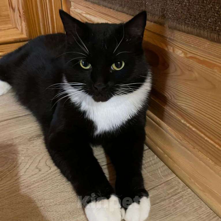 Кошки в Москве: Ласковая кошечка Василиса ищет дом! Почему же ее не забирают? Девочка, Бесплатно - фото 3