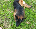 Собаки в Горном-Алтайске: Кобель для вязки Мальчик, 1 руб. - фото 6