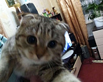 Кошки в Меленках: 6месяцев веслоухоя кошечка, 4 500 руб. - фото 2