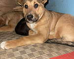Собаки в Балашихе: Отдам щенков 4-х мес срочно Мальчик, 10 руб. - фото 1