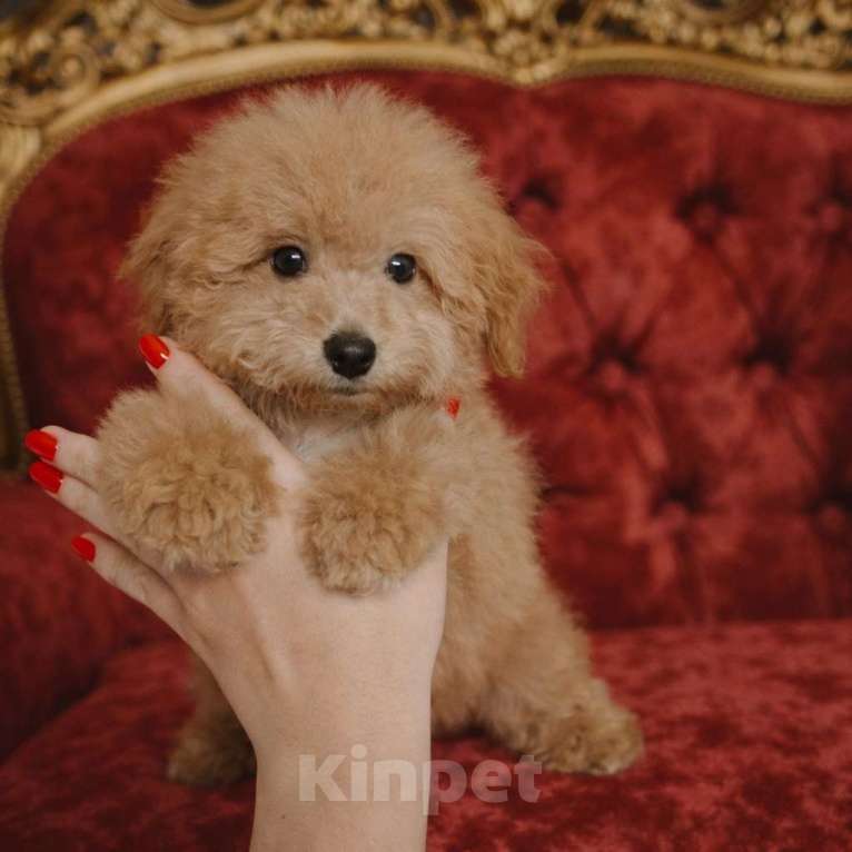 Собаки в Москве: Мальтипу мальчик Мальчик, 85 000 руб. - фото 1