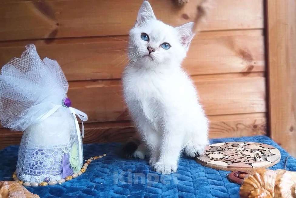 Кошки в Москве: Британские короткошёрстные котята шиншиллы Разнополые, 15 000 руб. - фото 6