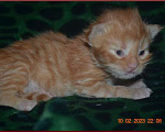 Кошки в Волгограде: Котята мейн-кун - для души и разведения Мальчик, 20 000 руб. - фото 3