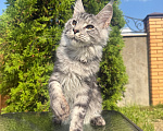 Кошки в Чехове: Мейн-кун котенок Мальчик, 50 000 руб. - фото 4
