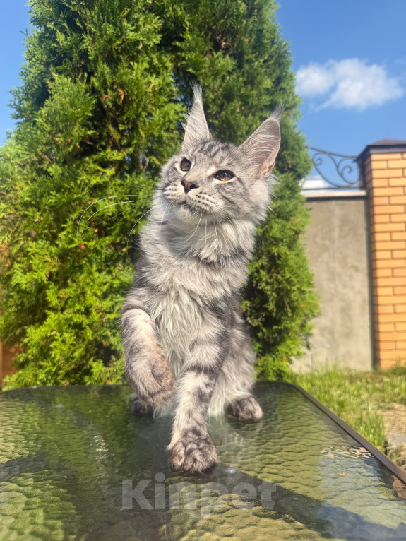 Кошки в Чехове: Мейн-кун котенок Мальчик, 50 000 руб. - фото 4