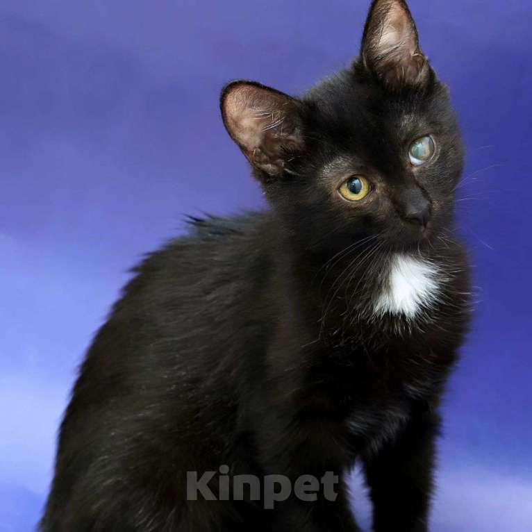 Кошки в Москве: Малышка Марины Девочка, Бесплатно - фото 3