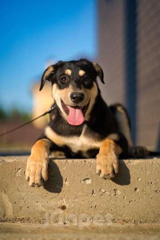 Собаки в Москве: Умняшка Принцесса — щенок в добрые руки Девочка, 1 руб. - фото 7
