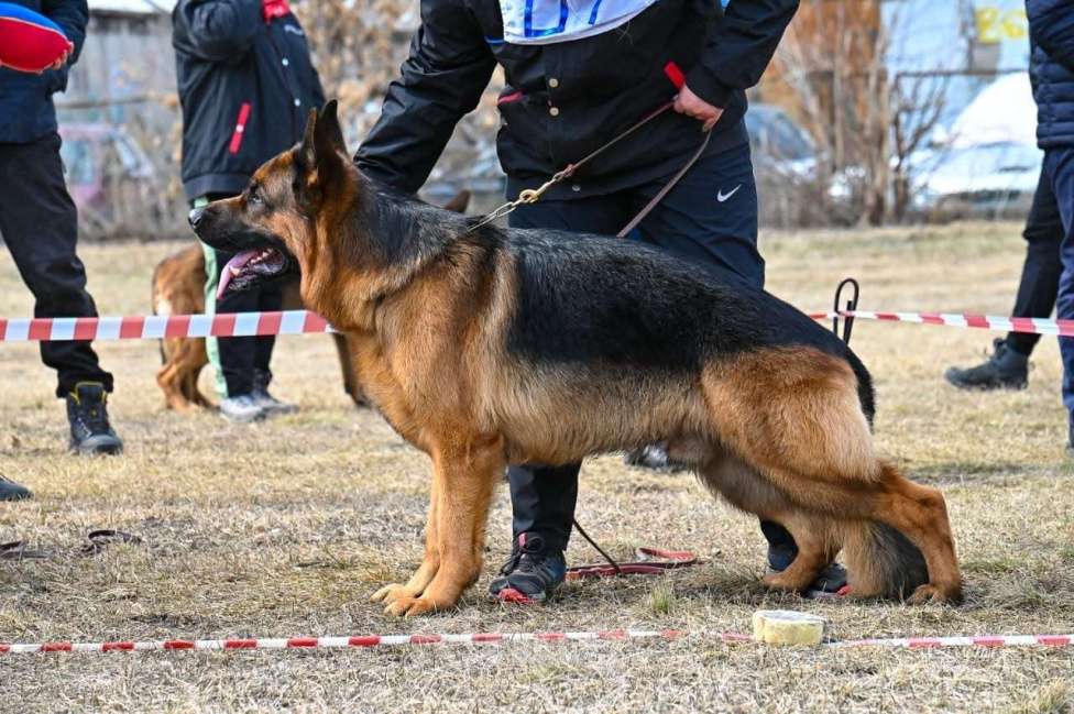 Собаки в Иркутске: Щенки немецкой овчарки в иркутске Девочка, 55 000 руб. - фото 6