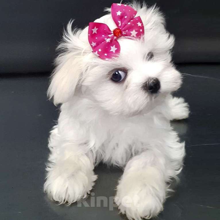 Собаки в Зеленограде: Мальтезе мальчик, мальтийская болонка Мальчик, 60 000 руб. - фото 2