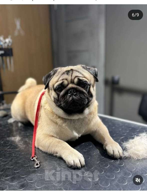 Собаки в Москве: Очаровательные девочки мопса Девочка, 50 000 руб. - фото 6