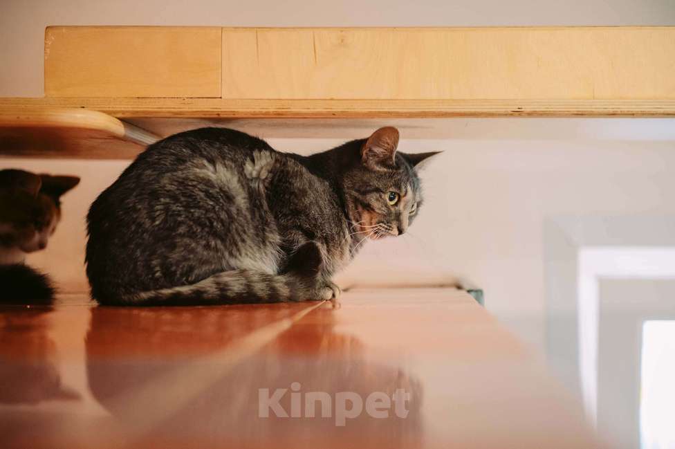 Кошки в других городах Московской области: Фея ищет семью Девочка, Бесплатно - фото 4