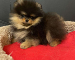 Собаки в Москве: Померанский  шпиц   Девочка Девочка, 15 000 руб. - фото 2