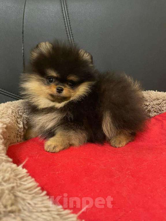 Собаки в Москве: Померанский  шпиц   Девочка Девочка, 15 000 руб. - фото 2