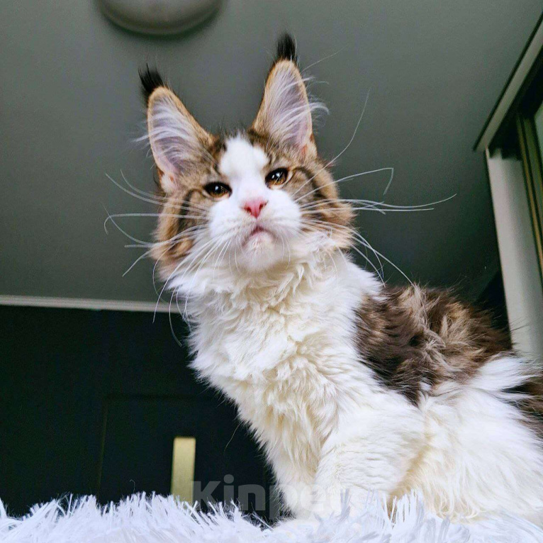 Кошки в Санкт-Петербурге: котенок мейн кун кошка Девочка, 45 000 руб. - фото 2