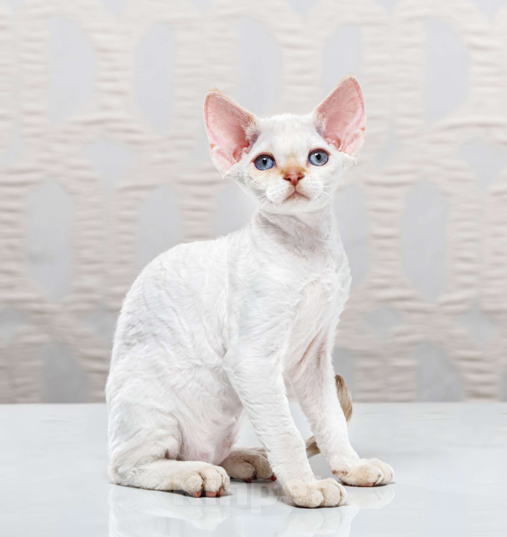 Кошки в Новосибирске: Девон Рекс, мальчик Мальчик, Бесплатно - фото 3