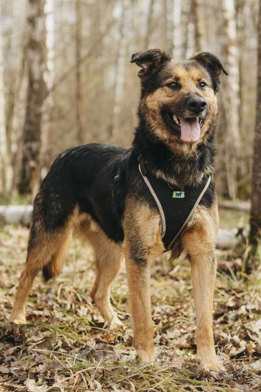 Собаки в Москве: Собака в добрые руки Мальчик, Бесплатно - фото 4