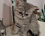 Кошки в Балашихе: Шотландские котята Мальчик, 10 000 руб. - фото 6