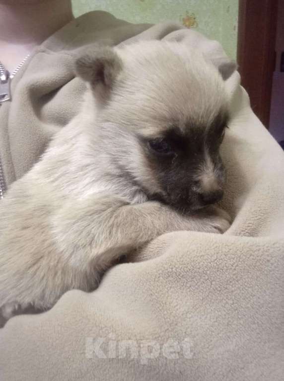 Собаки в Липецке: Отдам щенка Девочка, Бесплатно - фото 3