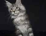 Кошки в Москве: Мейн-кун котенок Мальчик, Бесплатно - фото 6
