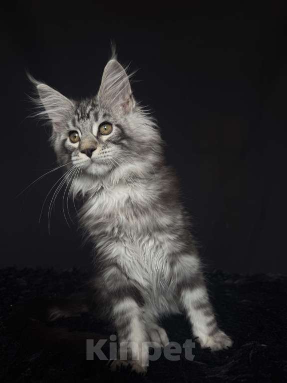 Кошки в Москве: Мейн-кун котенок Мальчик, Бесплатно - фото 6