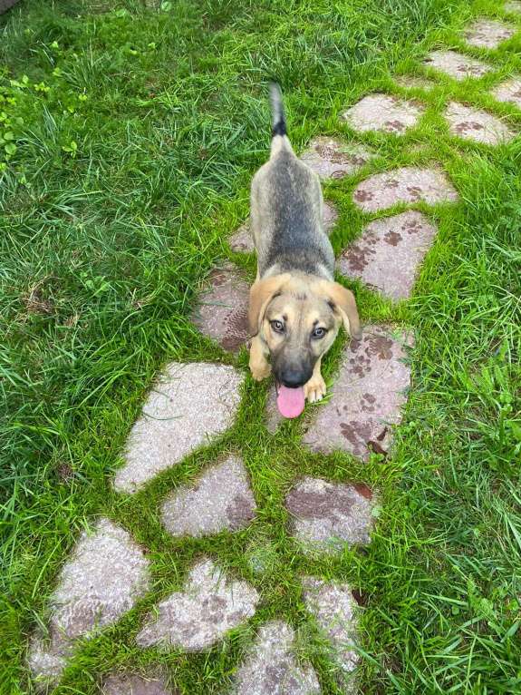 Собаки в Москве: Атос Мальчик, Бесплатно - фото 6