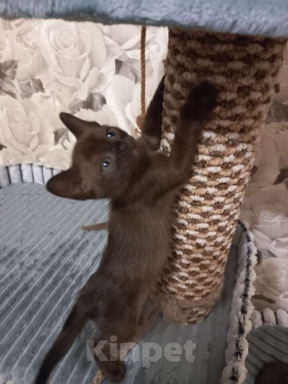 Кошки в Москве: Котенок Европейской Бурмы  Девочка, 60 000 руб. - фото 3