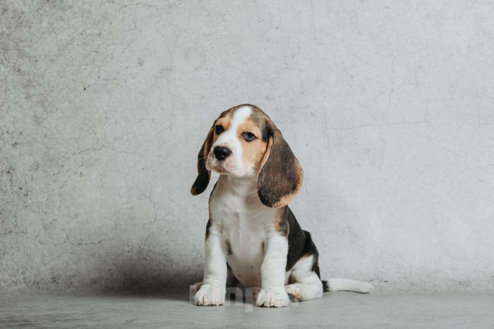 Собаки в Санкт-Петербурге: Высокопородный щенок бигля Мальчик, 80 000 руб. - фото 5