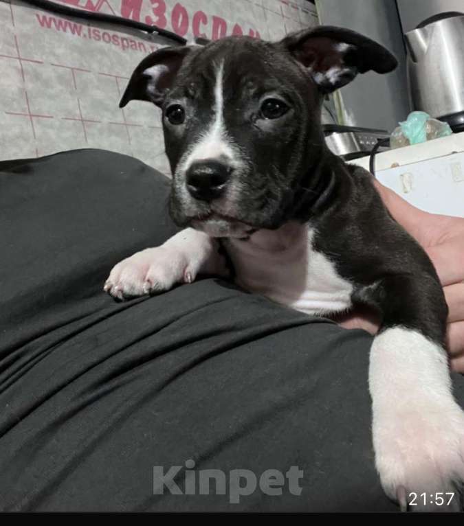 Собаки в Новосибирске: Добряк Мальчик, 20 000 руб. - фото 3