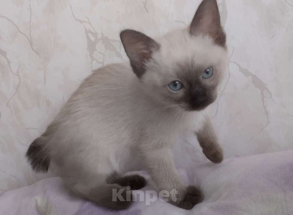 Кошки в других городах Московской области: Пуша Девочка, 18 000 руб. - фото 2