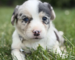 Собаки в Москве: щенок вельш корги кардиган Разнополые, 80 000 руб. - фото 3