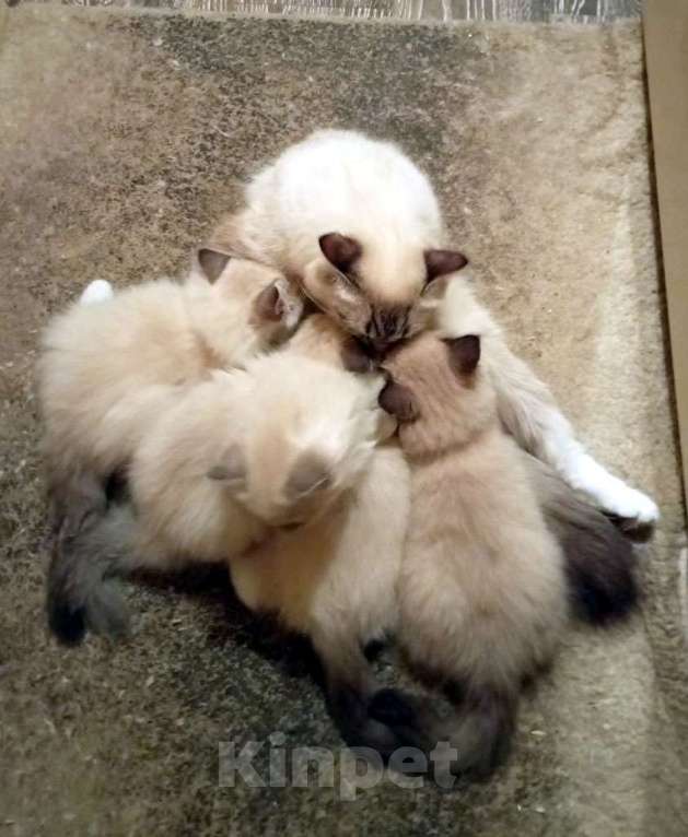 Кошки в Химках: Котята к Новому Году Мальчик, 15 000 руб. - фото 10