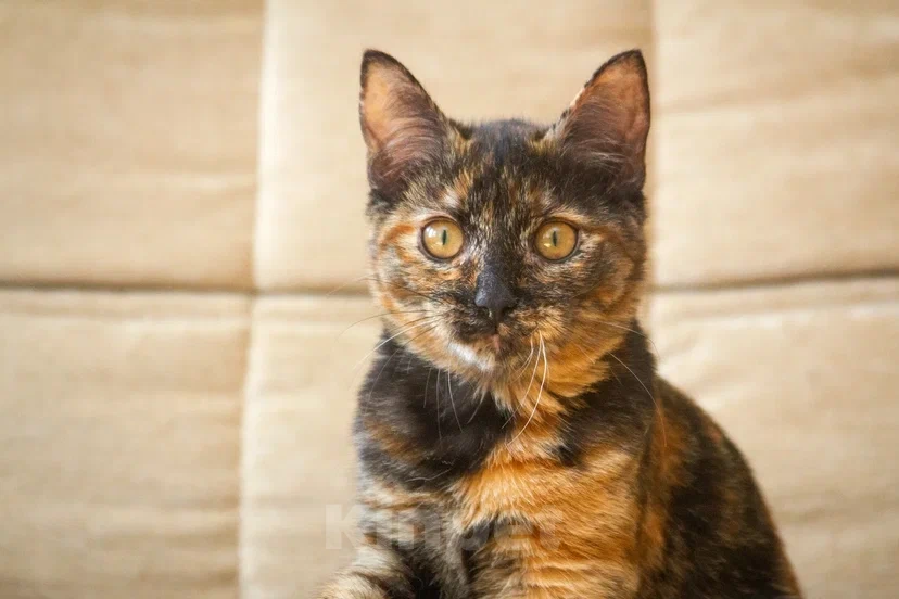 Кошки в Реутове: Подросток в добрые руки Девочка, Бесплатно - фото 4