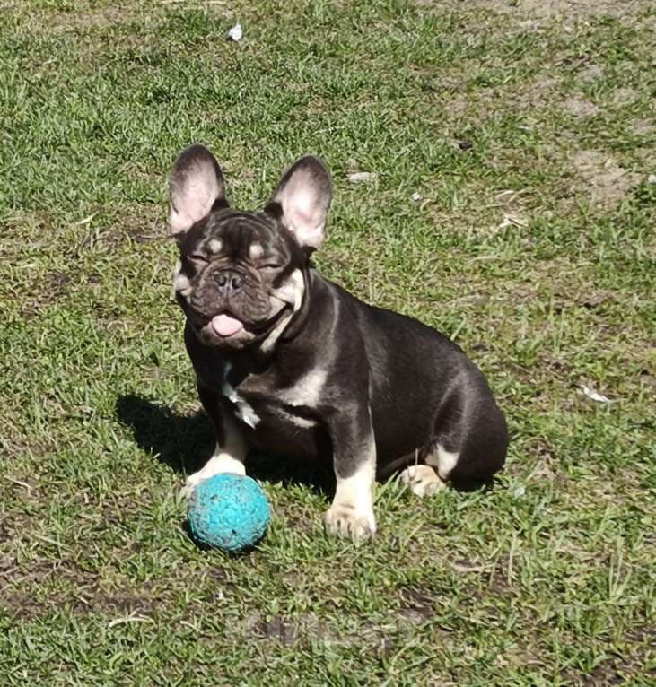 Собаки в других городах Московской области: Тотошка Мальчик, 50 000 руб. - фото 1