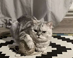 Кошки в Нижнем Новгороде: Породистый кот в добрые руки Мальчик, 1 руб. - фото 5