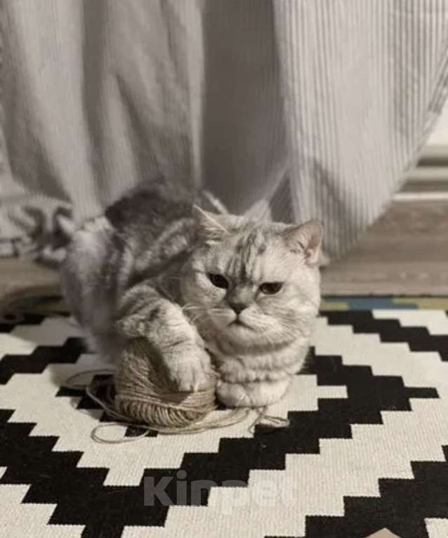 Кошки в Нижнем Новгороде: Породистый кот в добрые руки Мальчик, 1 руб. - фото 5