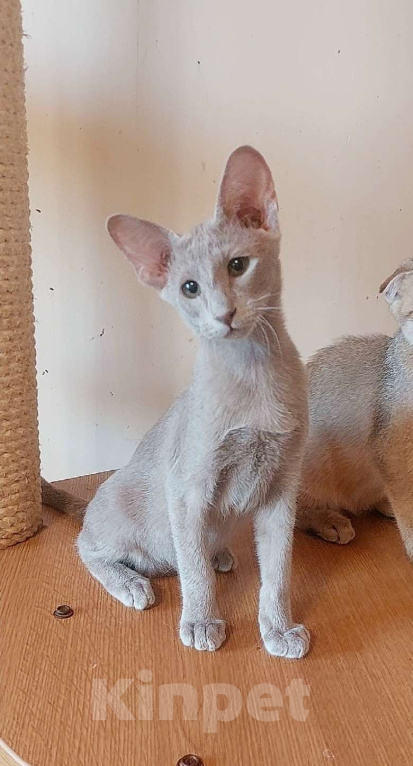 Кошки в Москве: Ориентальная красивая кошечка Девочка, 50 000 руб. - фото 6