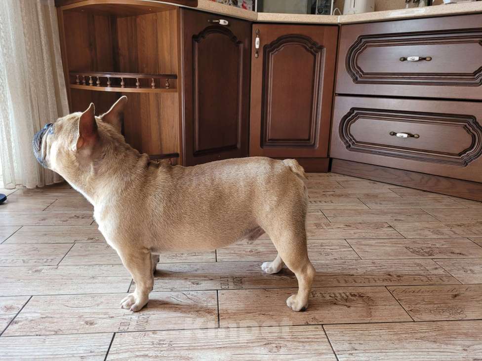 Собаки в Краснодаре: Вязка Мальчик, 5 000 руб. - фото 3