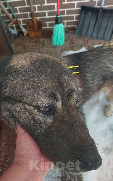 Собаки в других городах Московской области: Возьмите девочку, она уже долго ищет дом. Девочка, Бесплатно - фото 2