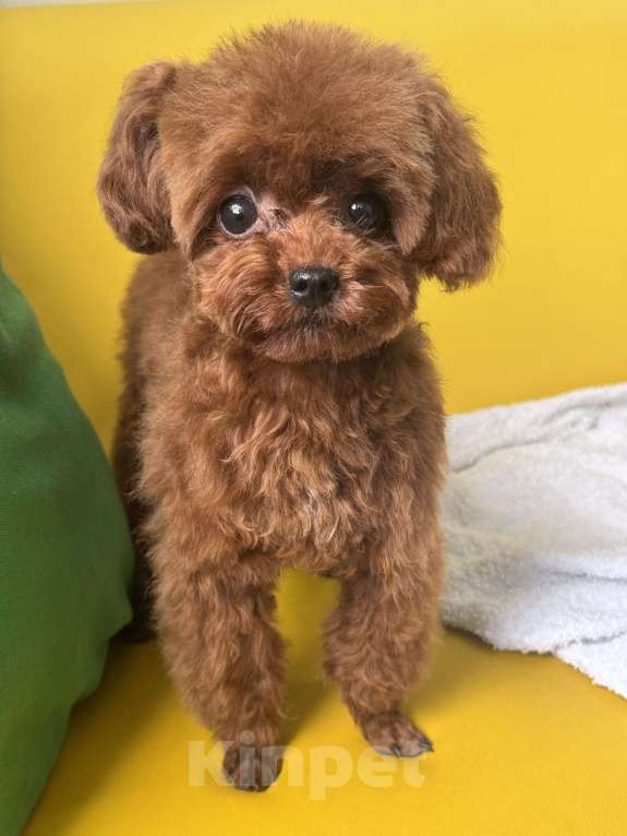 Собаки в Ейске: Тедди пудель девочка 7 месяцев , импорт Китай , невероятно красивая, густая шерсть  Девочка, 370 000 руб. - фото 2