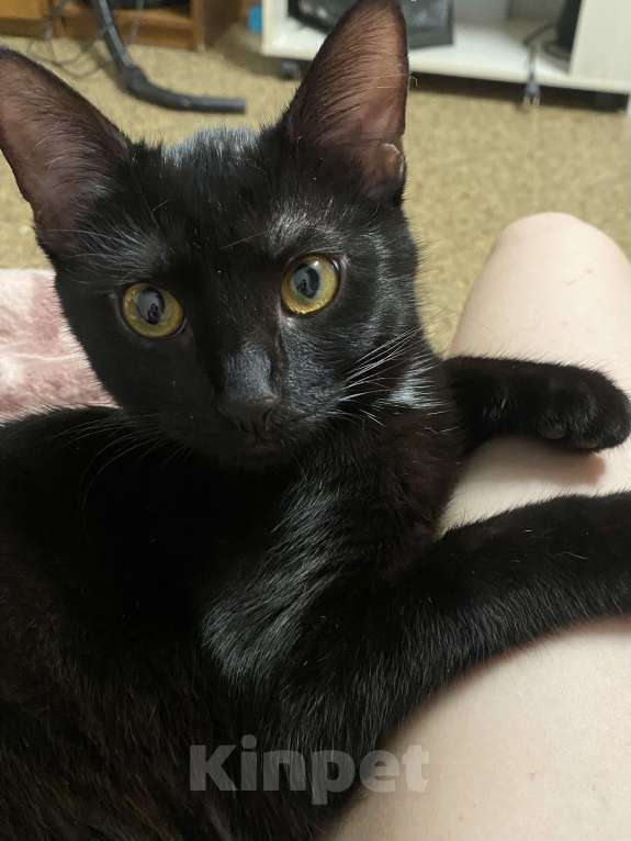 Кошки в Твери: Отдам кошечку в добрые руки  Девочка, Бесплатно - фото 3