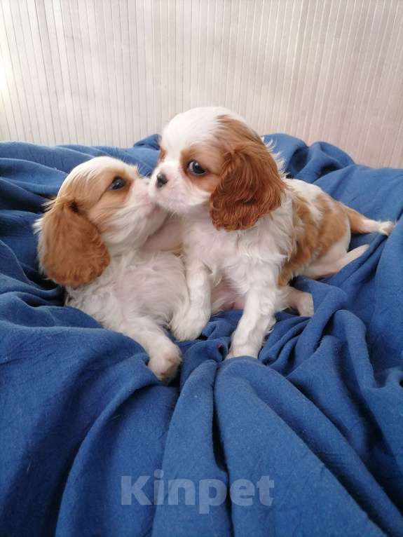 Собаки в Москве: Кавалер Кинг Чарльз спаниель 2 мес  Мальчик, 90 000 руб. - фото 4