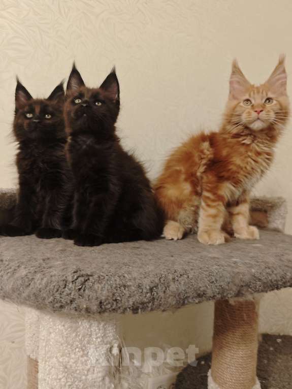 Кошки в Челябинске: Котята мейн-кун Мальчик, 40 000 руб. - фото 1
