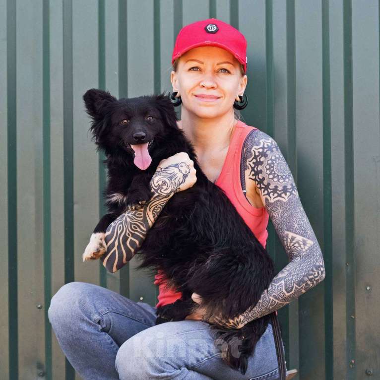 Собаки в других городах Московской области: Малыш Симба в дар Мальчик, Бесплатно - фото 9