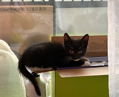 Котёнок в добрые руки