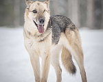 Собаки в Клине: Грей — статный пёс с нордическим характером Мальчик, Бесплатно - фото 5